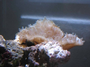anemone12