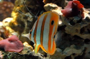 Butterflyfish