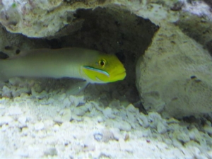 Gobies