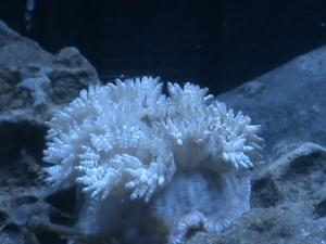 What I was told was a rock anemone before he moved under the rocks