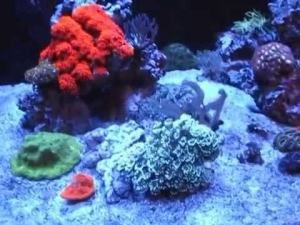 Jerry's 300DD Reef